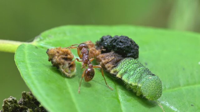 ant cleaning itself after biting off part of dead caterpillar in slow motion