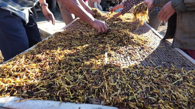 People drying seaweed outdoors.