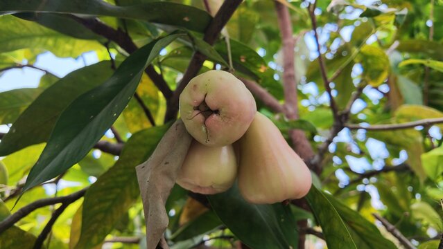 Pink Wax Apples on Tree Branch.