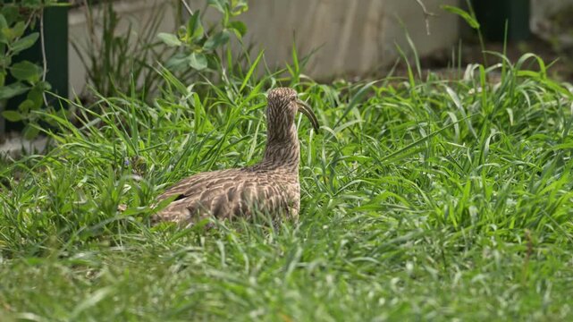 common Eurasian curlew (Numenius arquata) in grass