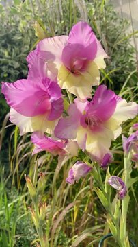 Gladiolus flower blooming, organic background ,vertical
