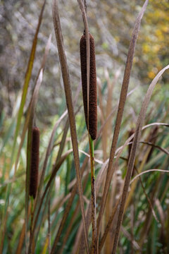Bulrush or cattail wetland plant 