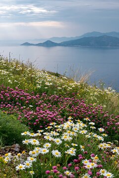 Meadow flowers overlooking the Adriatic coast near Croatia