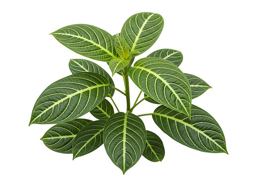 Small aucuba japonica plant with green and yellow spotted leaves