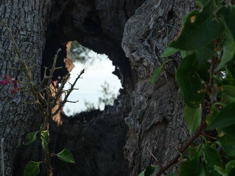 Ouverture naturelle dans le tronc d'un arbre ancien