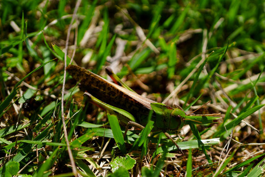 草むらに潜むトノサマバッタのマクロ撮影（Macro photography of a migratory locust hiding in the grass）