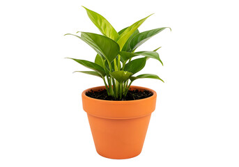 Fototapeta premium Small green houseplant in an orange ceramic flower pot