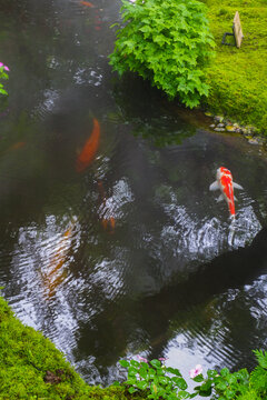 Colorful fancy carp fish (koi fish) in a garden pond in Japan,nishikigoi or orange carp.