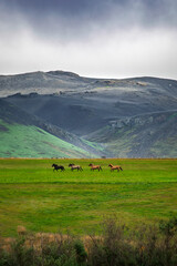 Icelandic horses running across a green field beneath a volcanic mountain © BelenBonacci