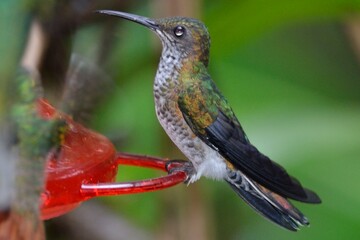 Female green-crowned brilliant hummingbird sitting on a red feeder in cloudforest, Mindo, Ecuador © Christian