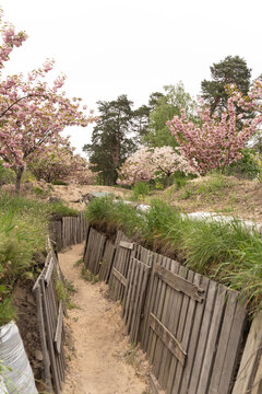 Spring Blossom Above Defensive Trench