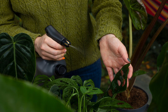 Woman spraying Monstera leaves with water