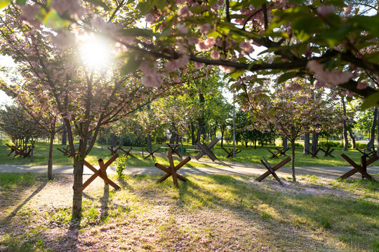 Steel Anti Tank Obstacles Beneath Cherry Blossoms
