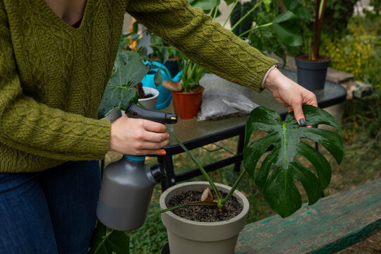 Woman spraying water on a monstera leaf