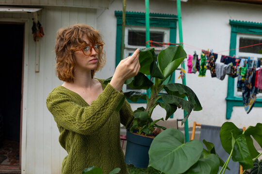 Woman inspecting leaves of potted rubber plant outdoors