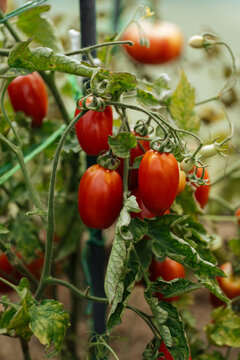 Ripe plum tomatoes on the vine