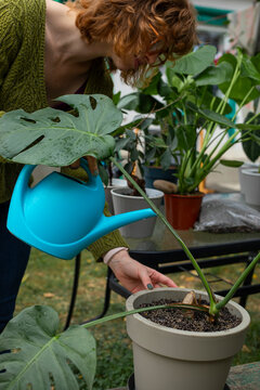 Woman watering potted monstera plant outdoors