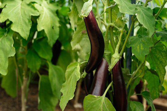 Fresh eggplants growing on plant in greenhouse