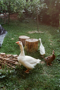 Ducks and a Goose Roam in a Green Backyard Garden