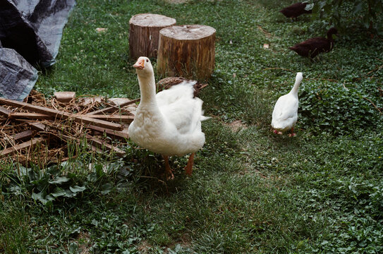Geese Walking on Grass Near Logs and Straw in an Outdoor Setting