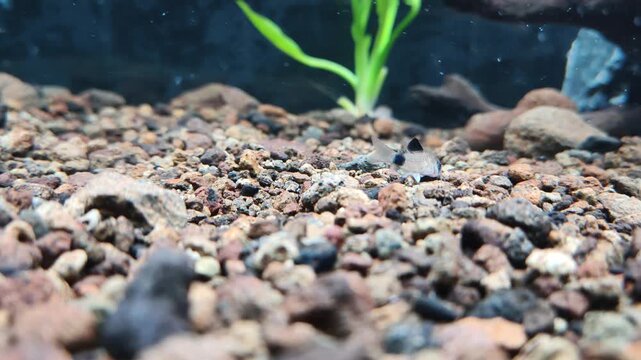 Panda corydoras foraging on gravel in freshwater aquarium
