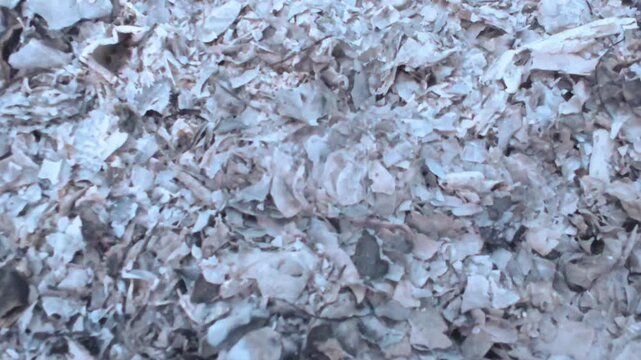 Close up natural dry flaky ash and debris texture background