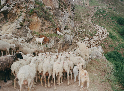 The Flowing Herd