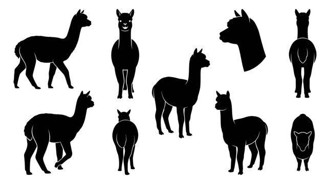 Set of black alpaca silhouettes in various poses isolated on white background