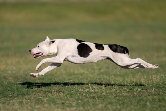 Black and white dog running across the lawn