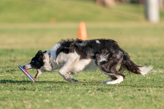 Black and white border collie dog trying to grab a disk