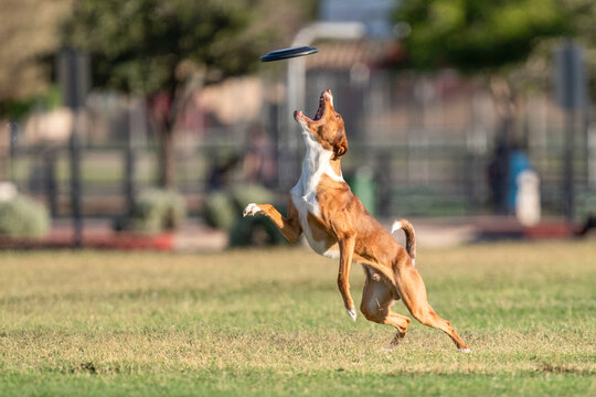 Brown and white dog looking up to catch a disk