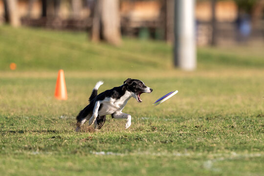 Black and white border collie about to catch a disk
