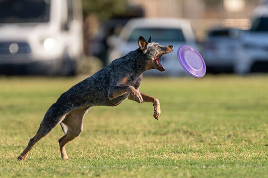 Cattle dog about to catch a purple disk