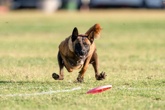 Malinois dog focused on catching a disk that just landed