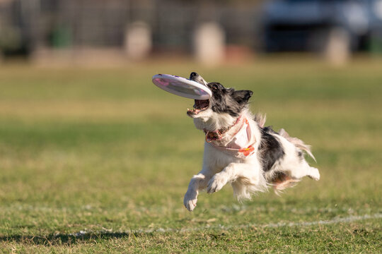 Border collie in the air while catching a disk