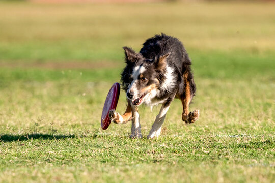 Tri-Colored border collie after running past a disk