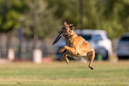 Belgian Malinois dog in the air after catching a disk