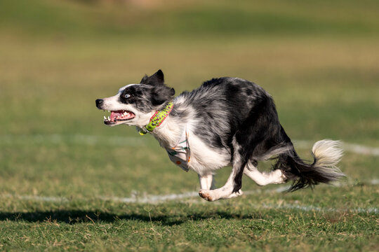 Merle border collie dog running in the grass