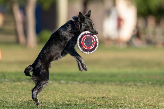 Black dog with a disk after catching it in the air