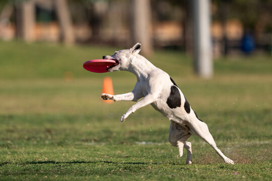 Mixed breed dog right when catching a disk