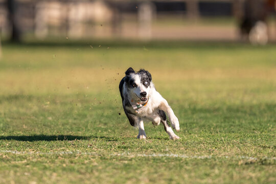Border collie with one brown eye and one blue eye running
