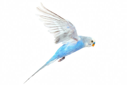 Blue Budgerigar in Mid Flight with Wings Spread