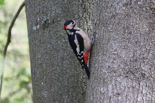 the male great spotted woodpecker (Dendrocopos major)