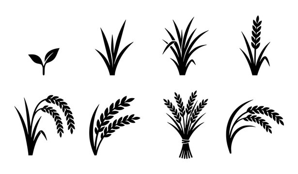 Black Silhouette Rice Plant Growth Stages and Grain Crop Icon Set