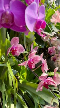 This pink moth orchid looks lush, fresh, and beautiful. A close-up photo of the fresh orchid flower. Vertical video