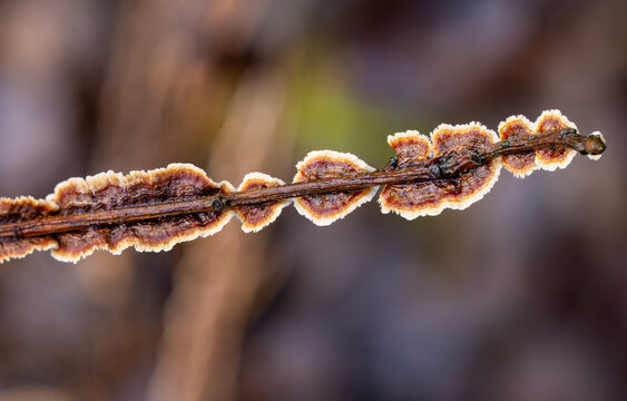 Willow glue fungus growth