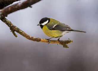 Great tit on a tree branch in winter © Tommi Syvänperä 