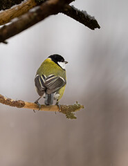 Grreat tit sitting on a branch © Tommi Syvänperä 