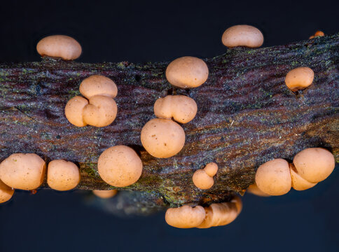 Coral spot funghi on a willow twig