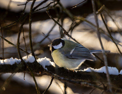 Great tit in winter on a snow-covered branch